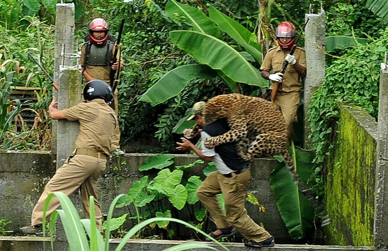 036 В Индии дикий леопард покалечил шестерых лесников