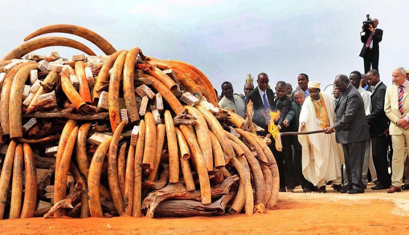 077 800x460 В Кении сожгли 5 тонн слоновой кости