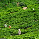 1295 150x150 Индийские заметки: Чайные плантации Муннара