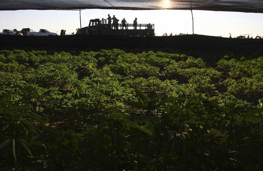 350029 ministere defense indique soldats avaient В Мексике обнаружена крупнейшая в истории плантация марихуаны