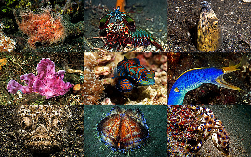 BIGPIC82 Подводный зоопарк удивительных существ в Индонезии