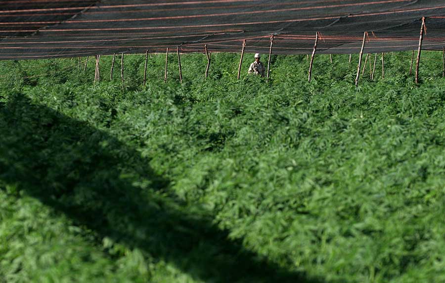 pb 110714 marijuana 01 seida.photoblog900 В Мексике обнаружена крупнейшая в истории плантация марихуаны