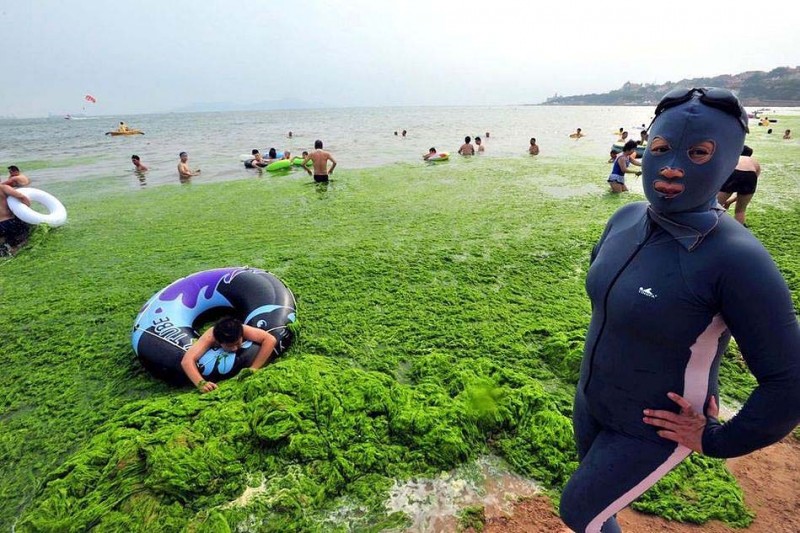 weed07 800x533 Нашествие водорослей на берега Китая