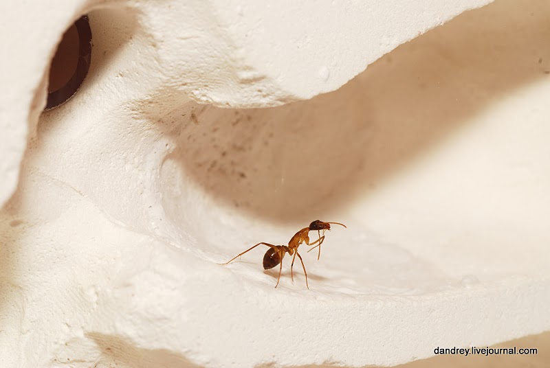Как я строил муравейник