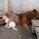 Собака усыновила котенка