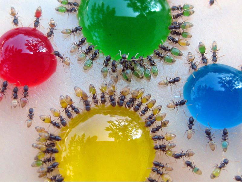  Разноцветные муравьи