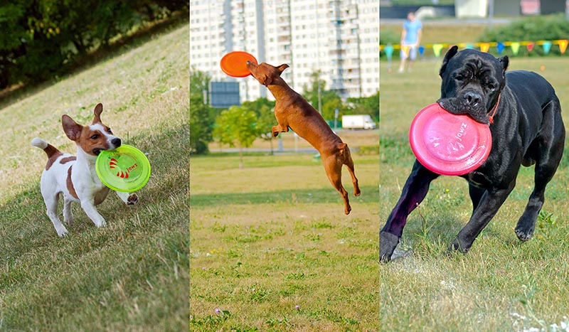 Dog Frisbee:   Disk Hunters []