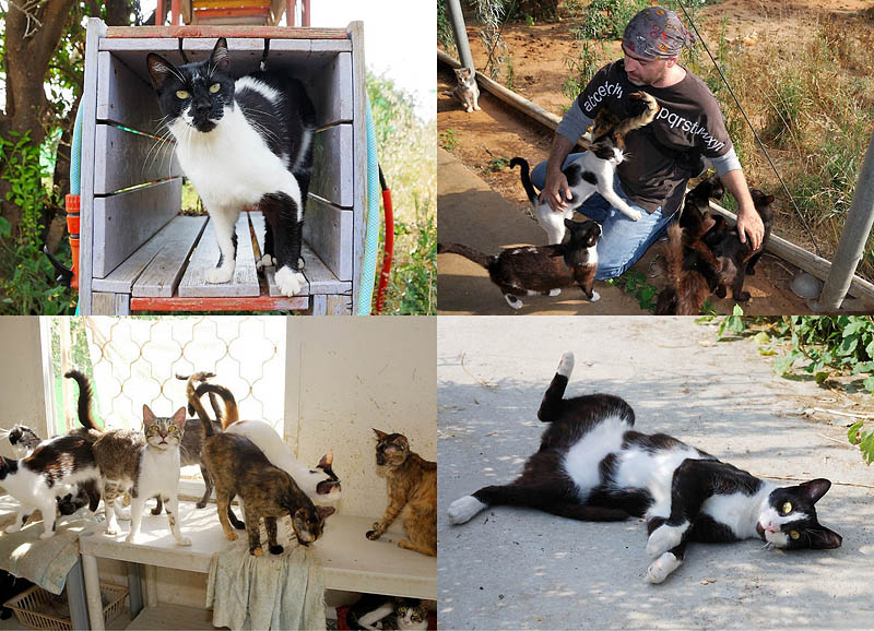 BIGPIC77 Акция субботник в Доме спасения кошек
