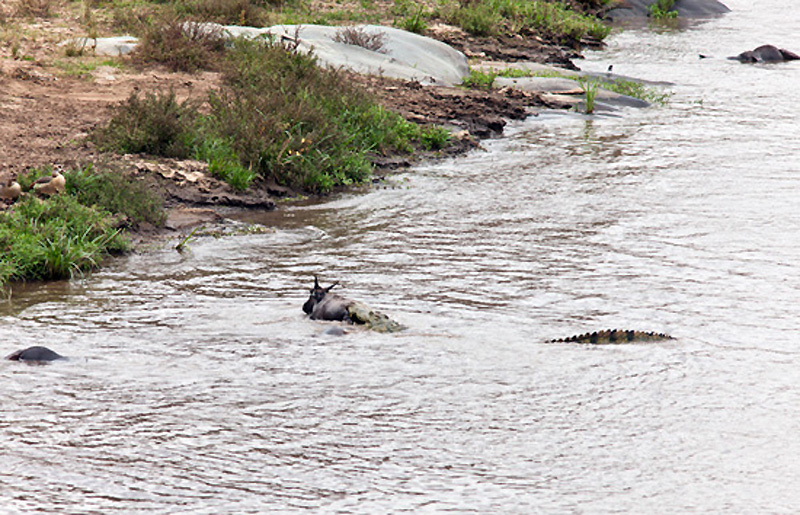 Hippo menyelamatkan kijang!  Foto safari di Kenya.