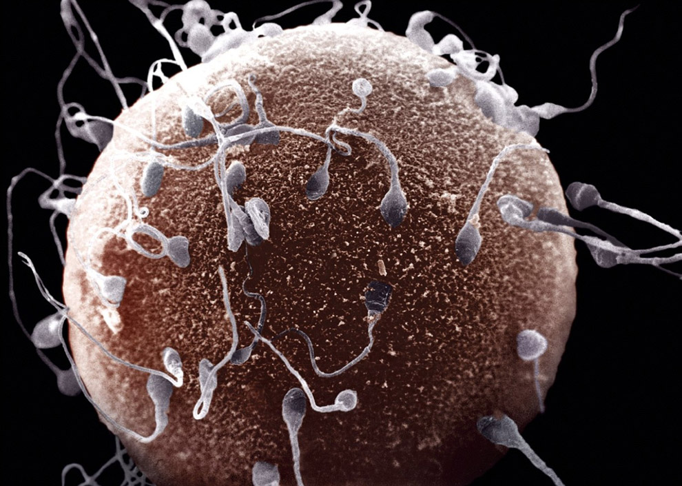 10207 10 фактов о сперме человека
