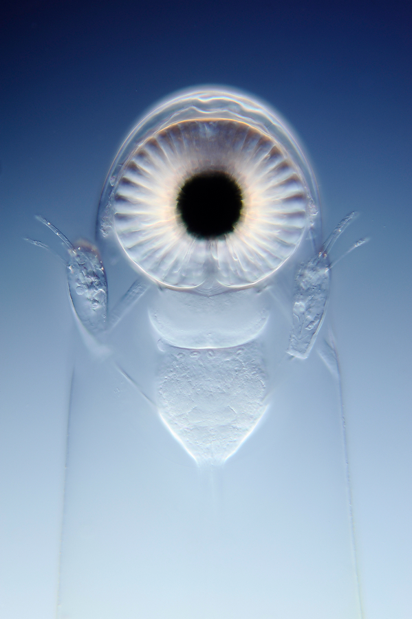   The Nikon Small World Competition