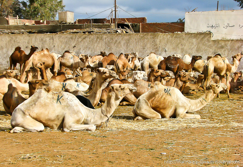 Биркаш: о самом крупном верблюжьем рынке в северной Африке