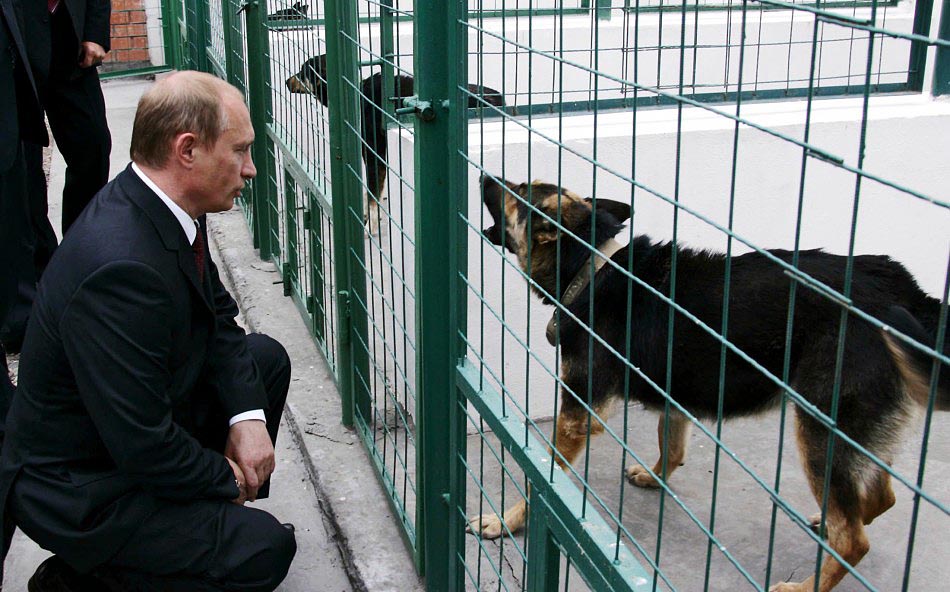 156619 russian president vladimir putin looks at a dog kept in a kennel durin     