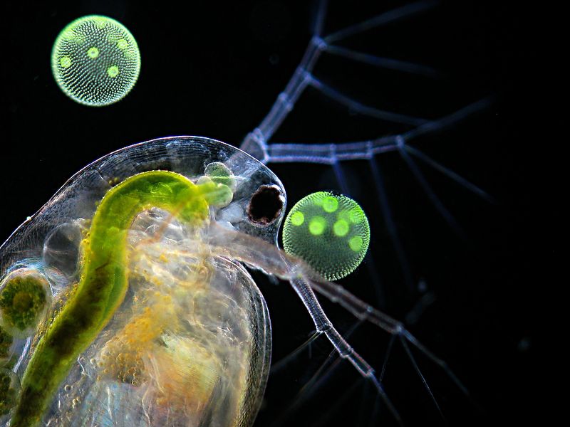   The Nikon Small World Competition
