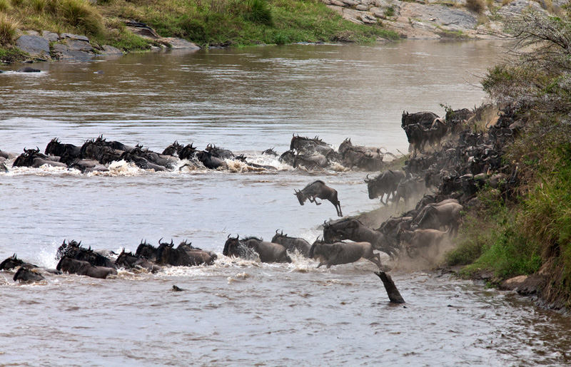 Hippo menyelamatkan kijang!  Foto safari di Kenya.