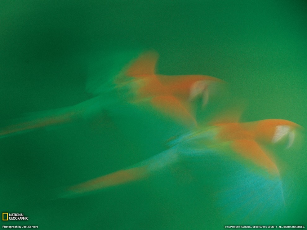Фотошкола National Geographic: Использование цветовой палитры в снимках