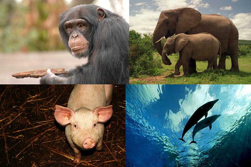 BIGPIC152 Десятка самых умных представителей мира животных