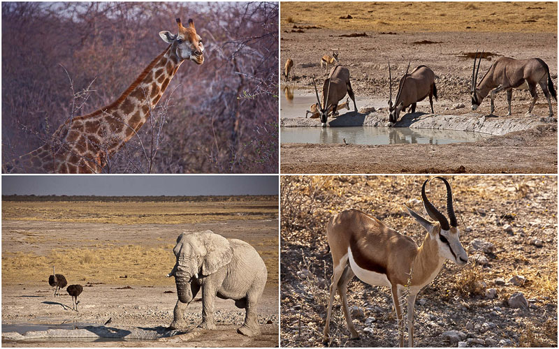 BIGPIC135 Национальный парк Этоша в Намибии