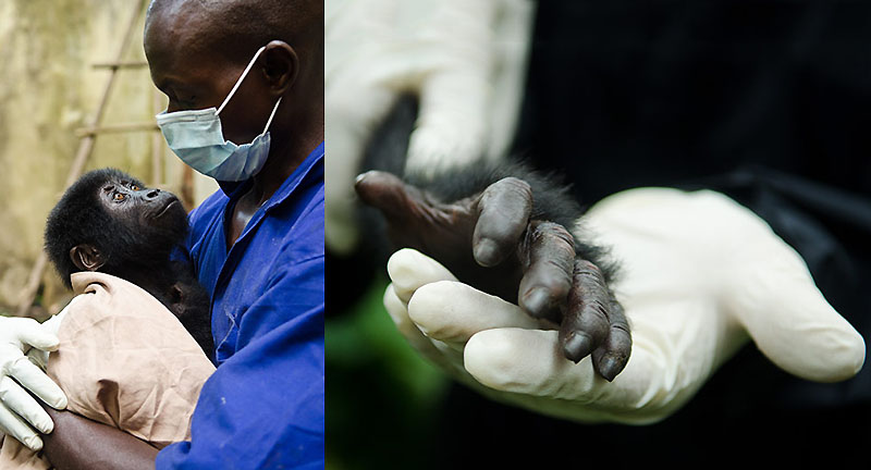 BIGPIC84 Из рук браконьеров: спасение детеныша гориллы