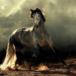 1171 150x150 Грация прекрасных лошадей в фотопроекте Equus