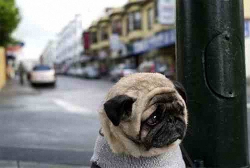 1209 Самый грустный пес в мире