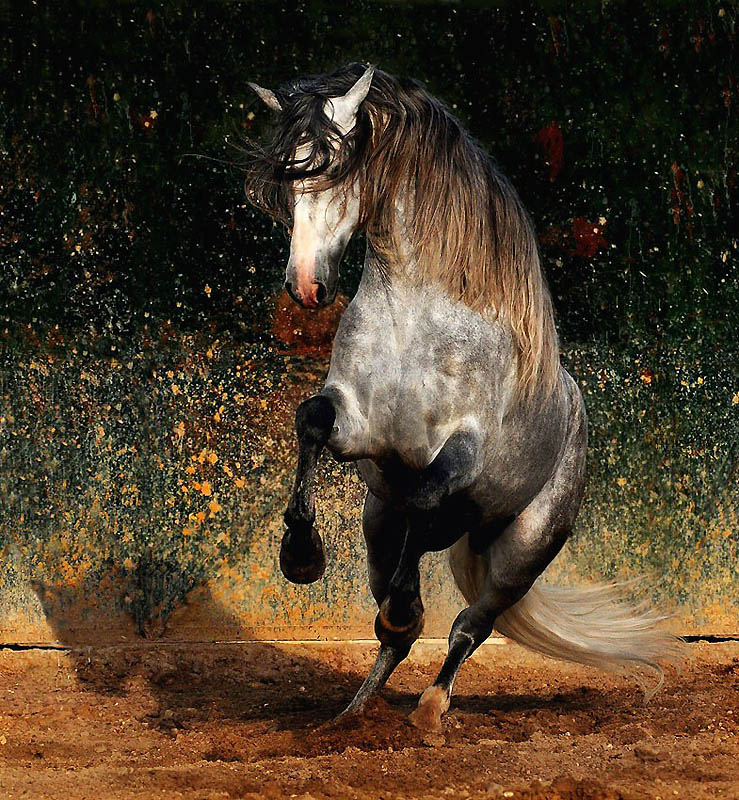 1735 Сказочная красота арабские и андалузские лошади
