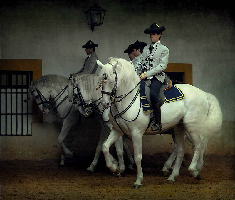 1834 Сказочная красота арабские и андалузские лошади