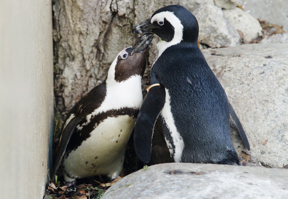 187542 gay penguin couple     