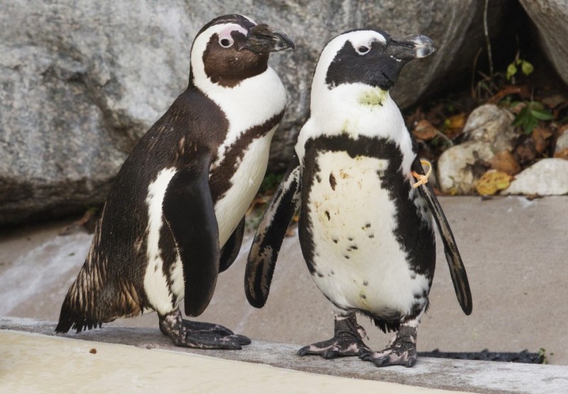 187544 gay penguin couple 800x555 Канадский зоопарк разлучит пингвинов геев