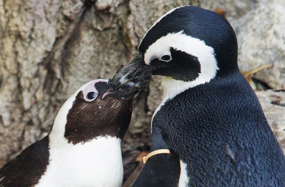 187545 gay penguin couple     