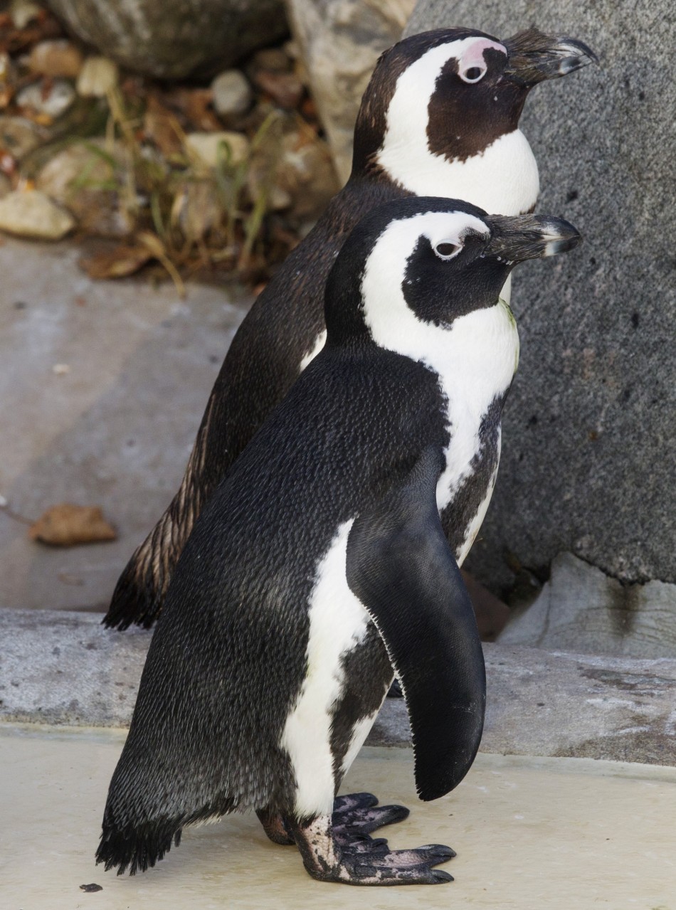 187546 gay penguin couple     