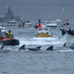 1905 150x150 Житель Фарерских островов пытается оправдать жестокость убийства китов