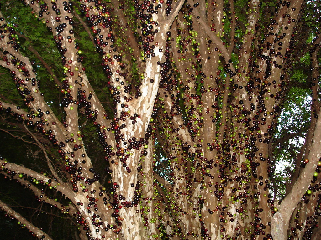 1998 Джаботикаба   удивительное дерево