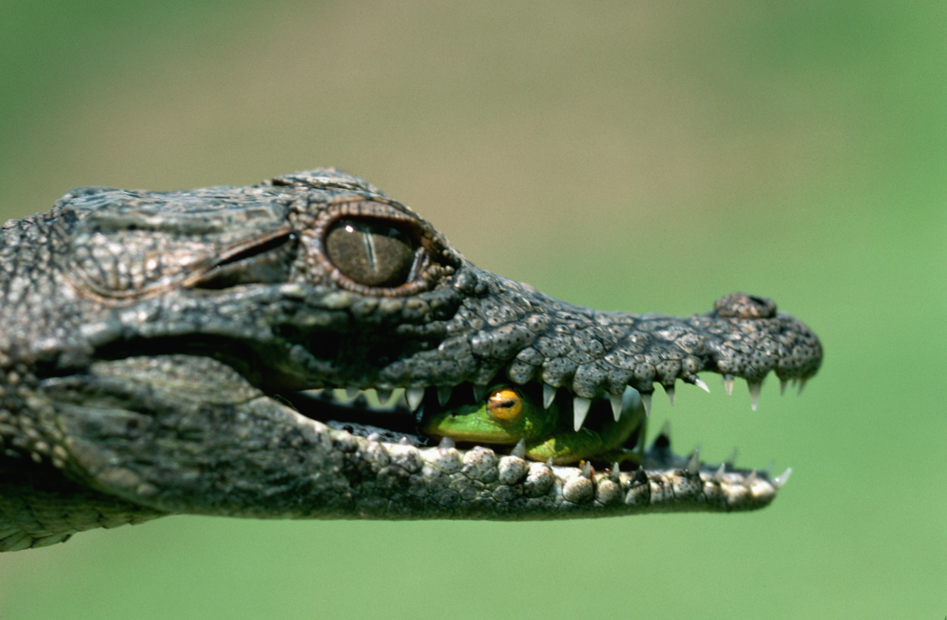 Строение тела крокодила приспособлено к водной среде: плоская голова...