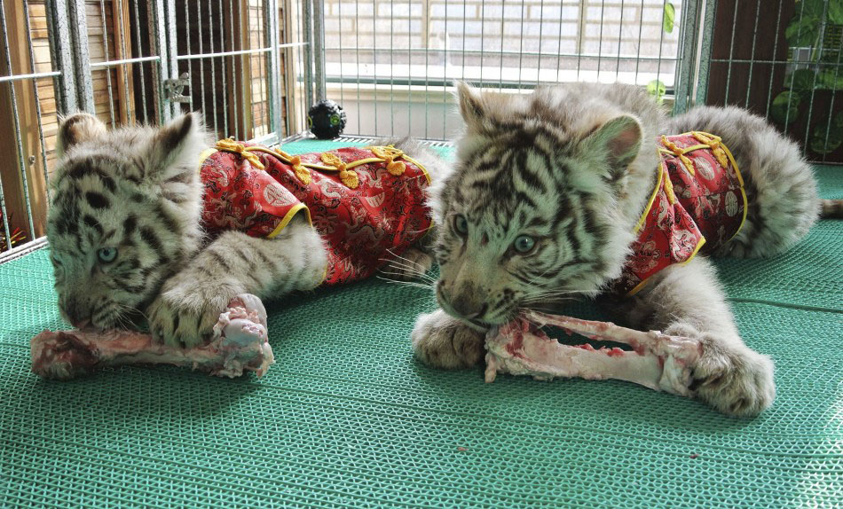 217617 bengali white tiger cubs dressed in traditional chinese clothes for th Подготовка к китайскому Новому году Дракона