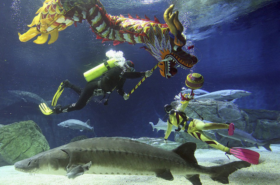 217624 divers perform a dragon dance during an event to celebrate the chinese Подготовка к китайскому Новому году Дракона