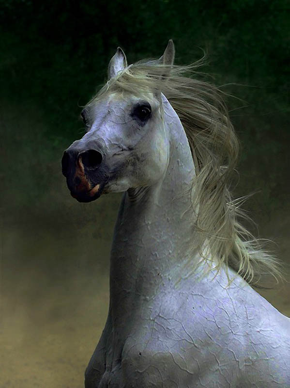 2231 Сказочная красота арабские и андалузские лошади