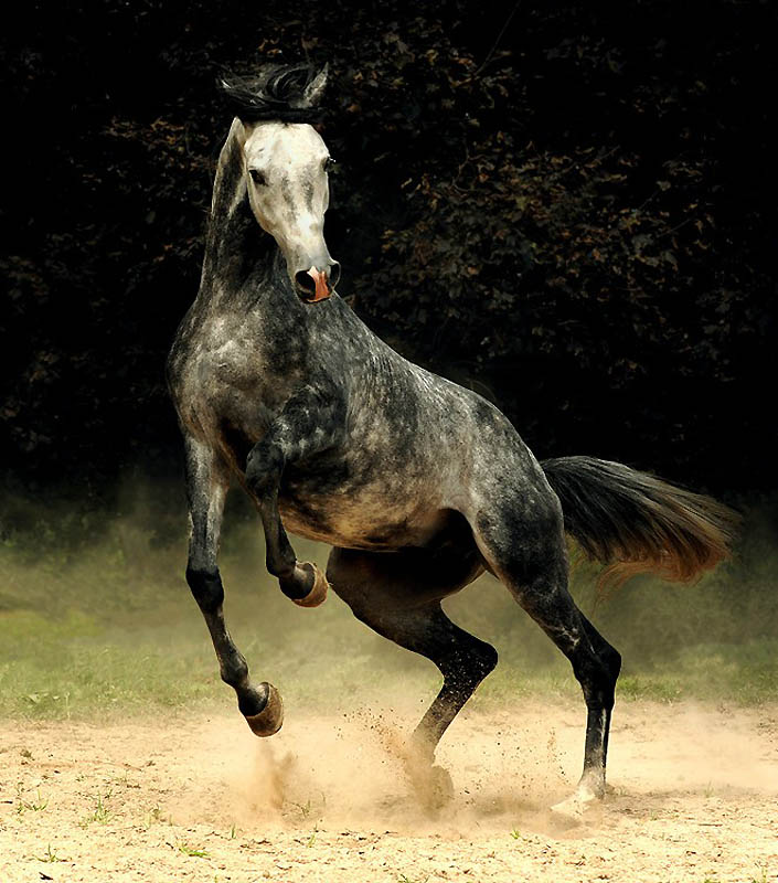 3220 Сказочная красота арабские и андалузские лошади