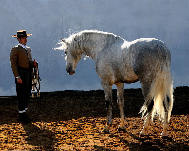 3320 Сказочная красота арабские и андалузские лошади