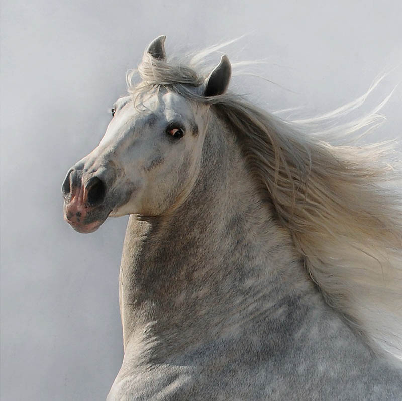 3417 Сказочная красота арабские и андалузские лошади