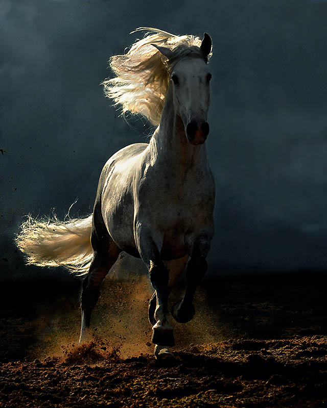 3616 Сказочная красота арабские и андалузские лошади
