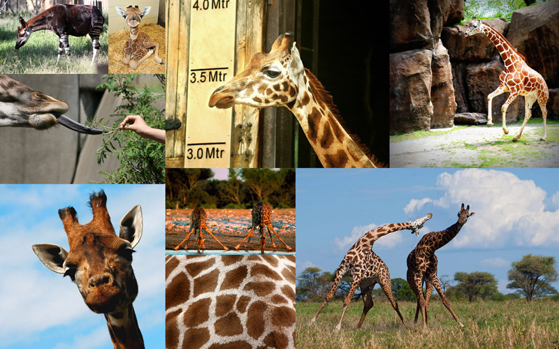 BIGPIC26 10 фактов о жирафах
