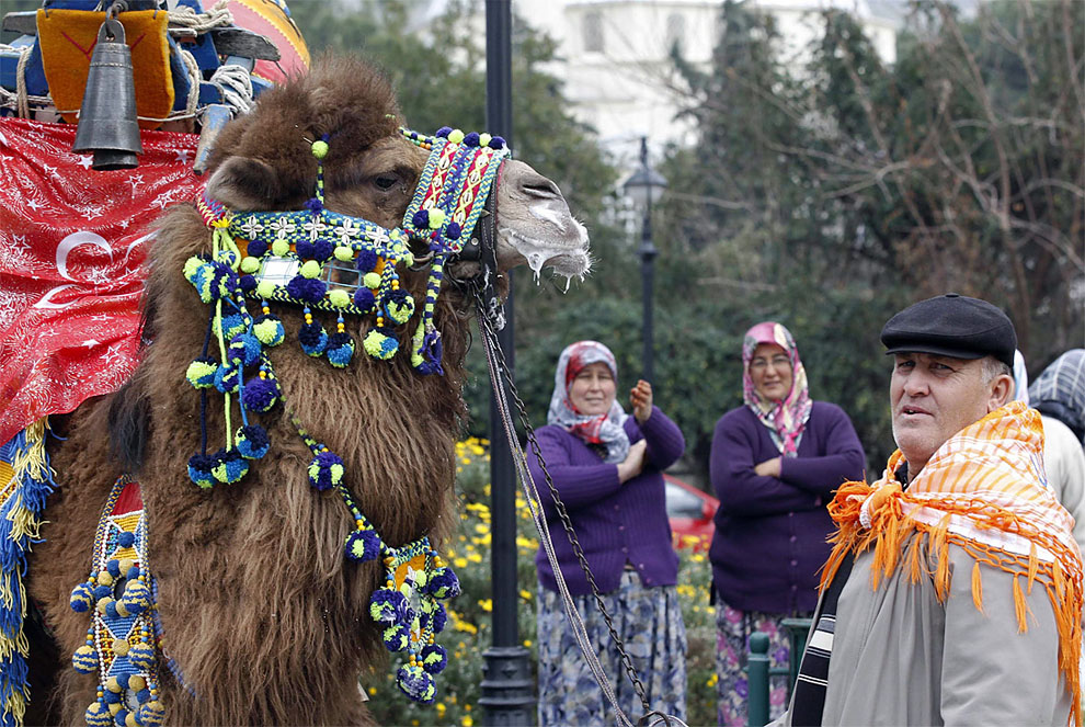 camels x Необычное зрелище: Верблюжьи бои в Турции
