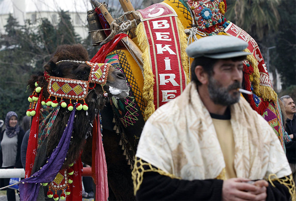 camels y Необычное зрелище: Верблюжьи бои в Турции