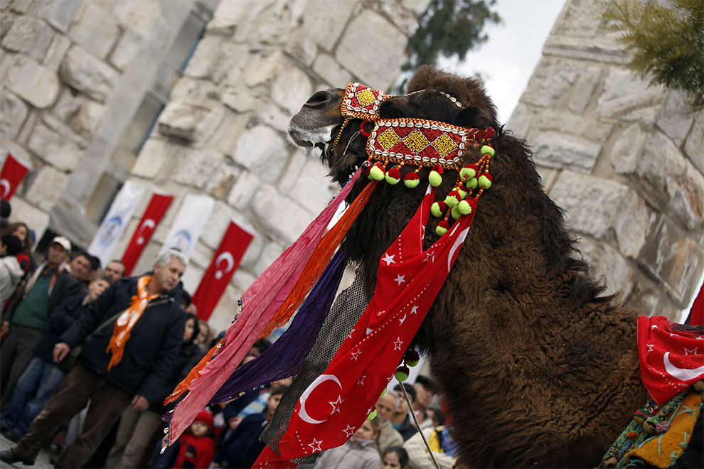 camels z Необычное зрелище: Верблюжьи бои в Турции