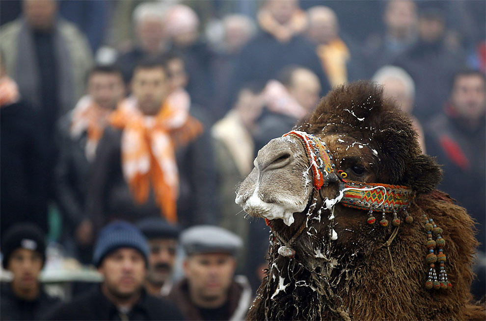 camels00 Необычное зрелище: Верблюжьи бои в Турции
