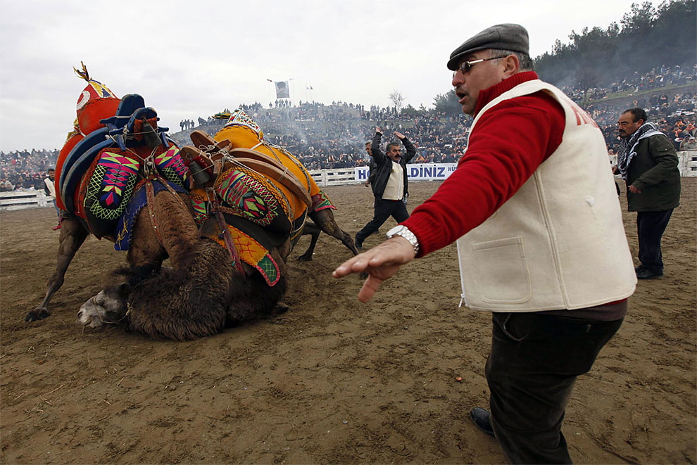 camels01 Необычное зрелище: Верблюжьи бои в Турции