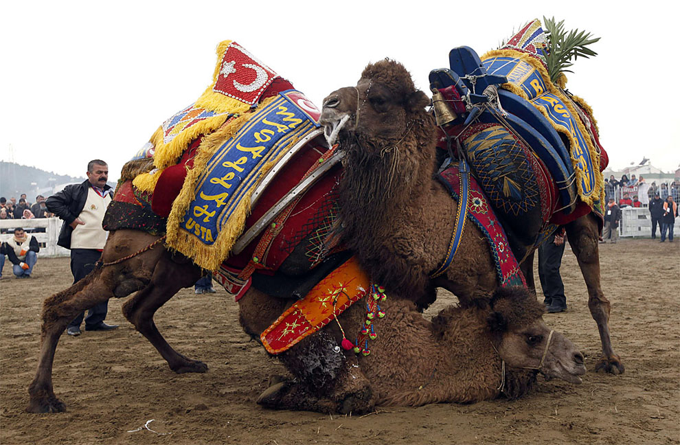 camels06 Необычное зрелище: Верблюжьи бои в Турции