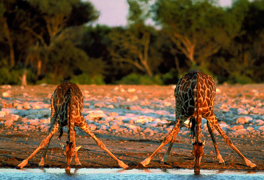giraffe01 10 фактов о жирафах