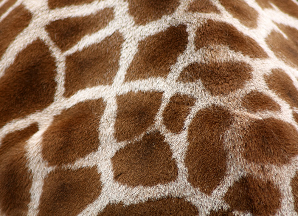 giraffe05 10 фактов о жирафах